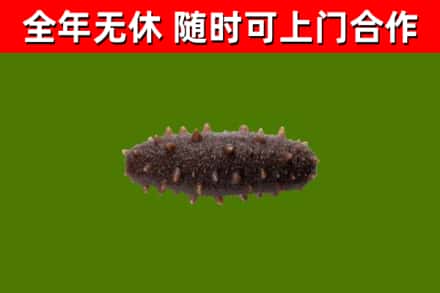 盐城烟酒回收干海参.jpg